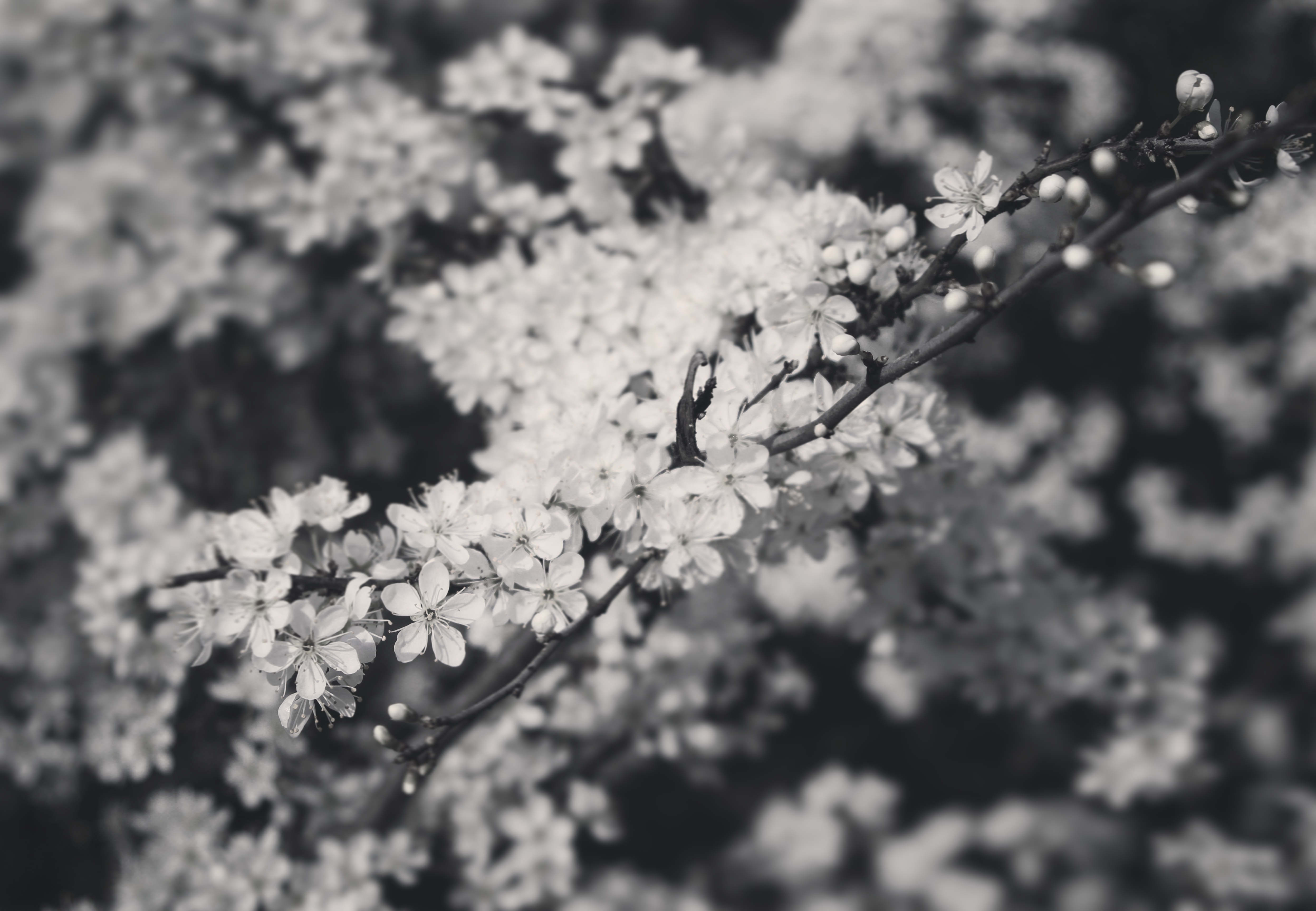 a black and white flower bloom