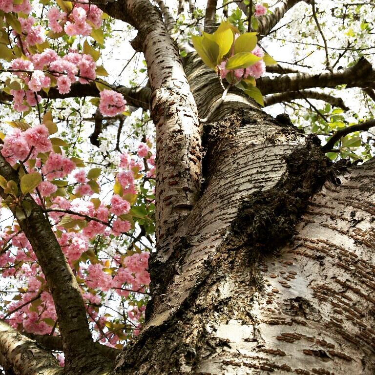 a bottom view shot of a blossoming tree