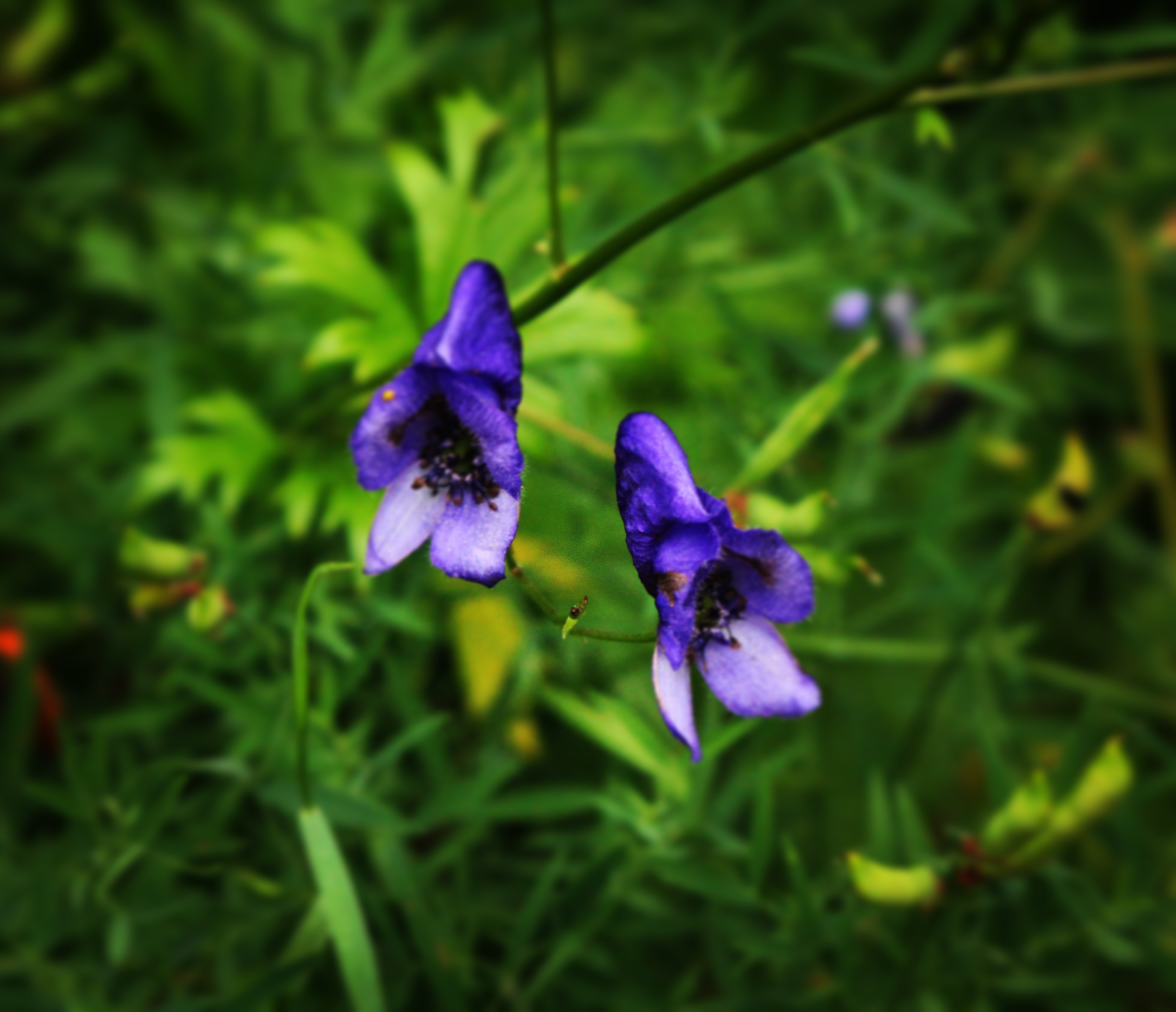 two blue flowers