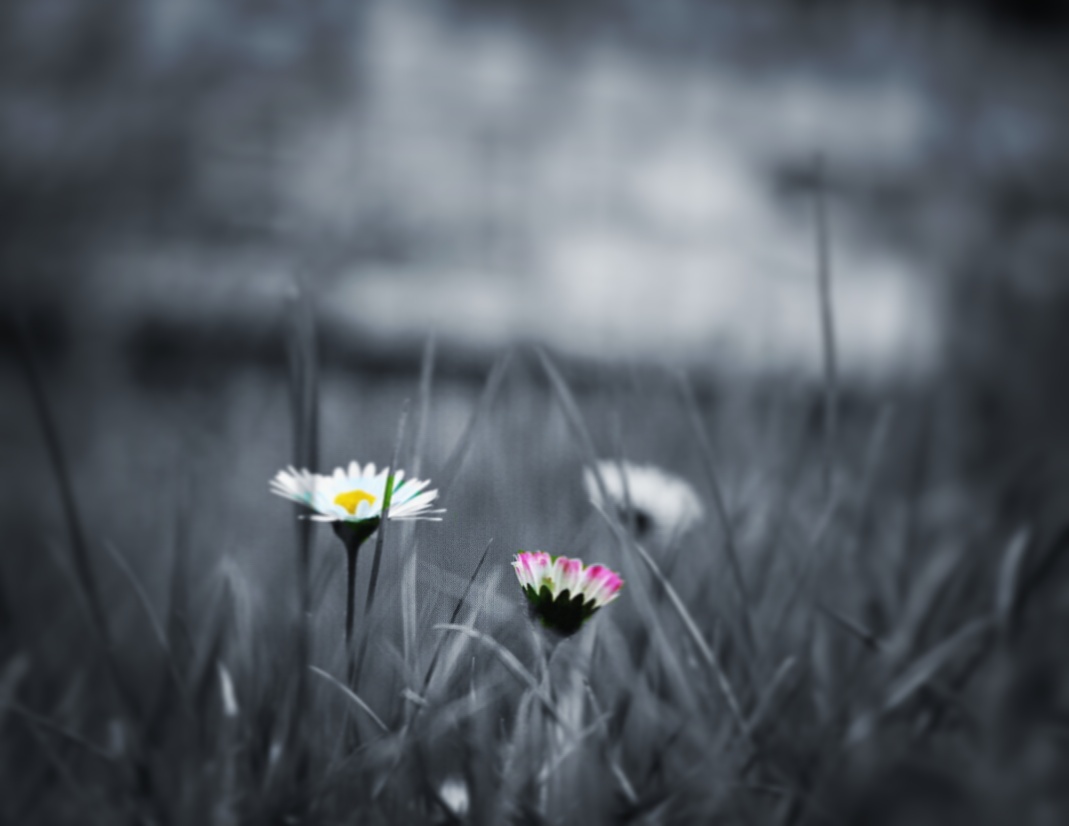 daises in colourless urban jungle
