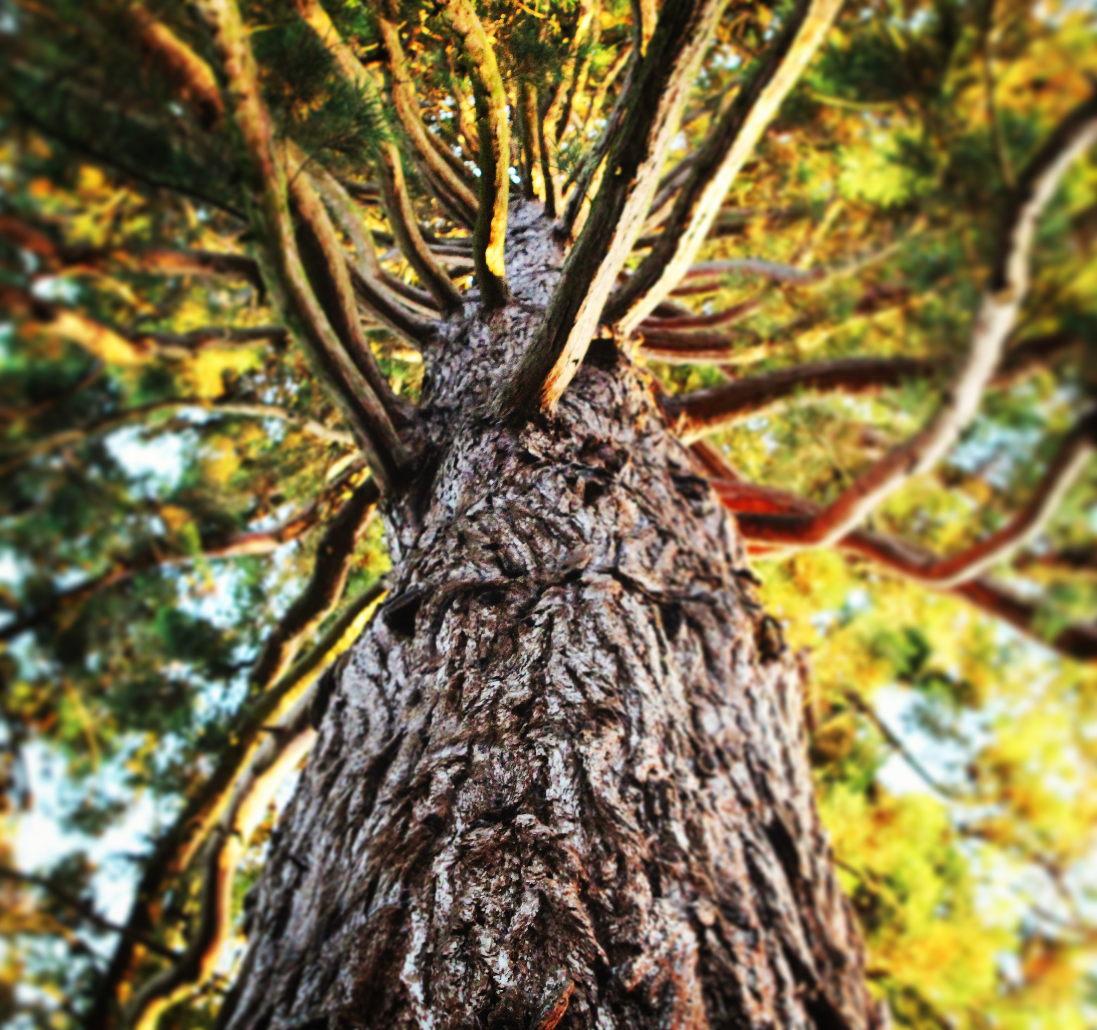 a bottom view shot of a tree