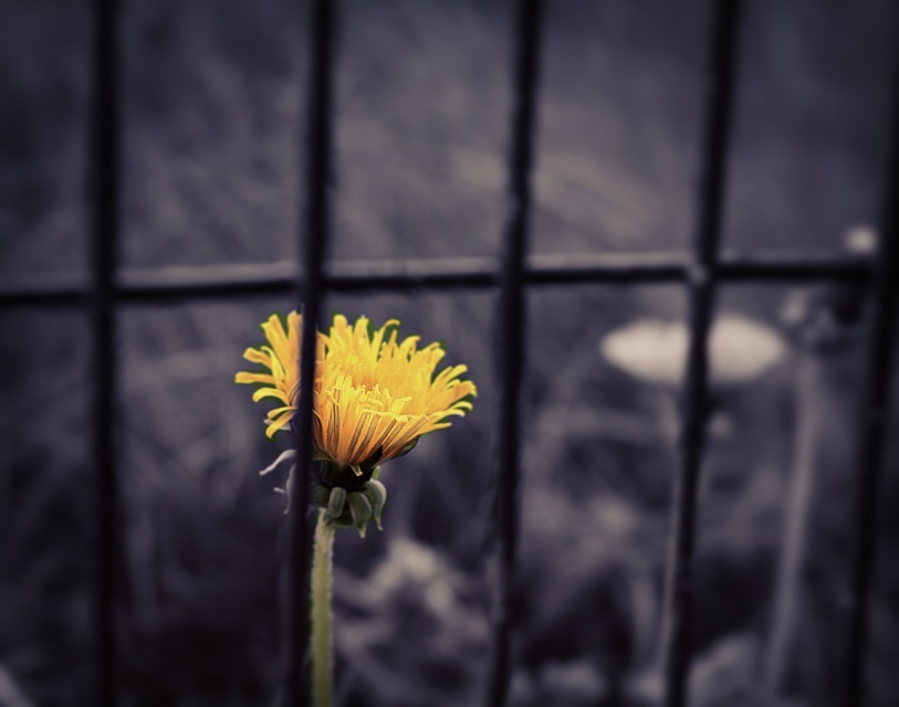 a lonely flower behind a fence