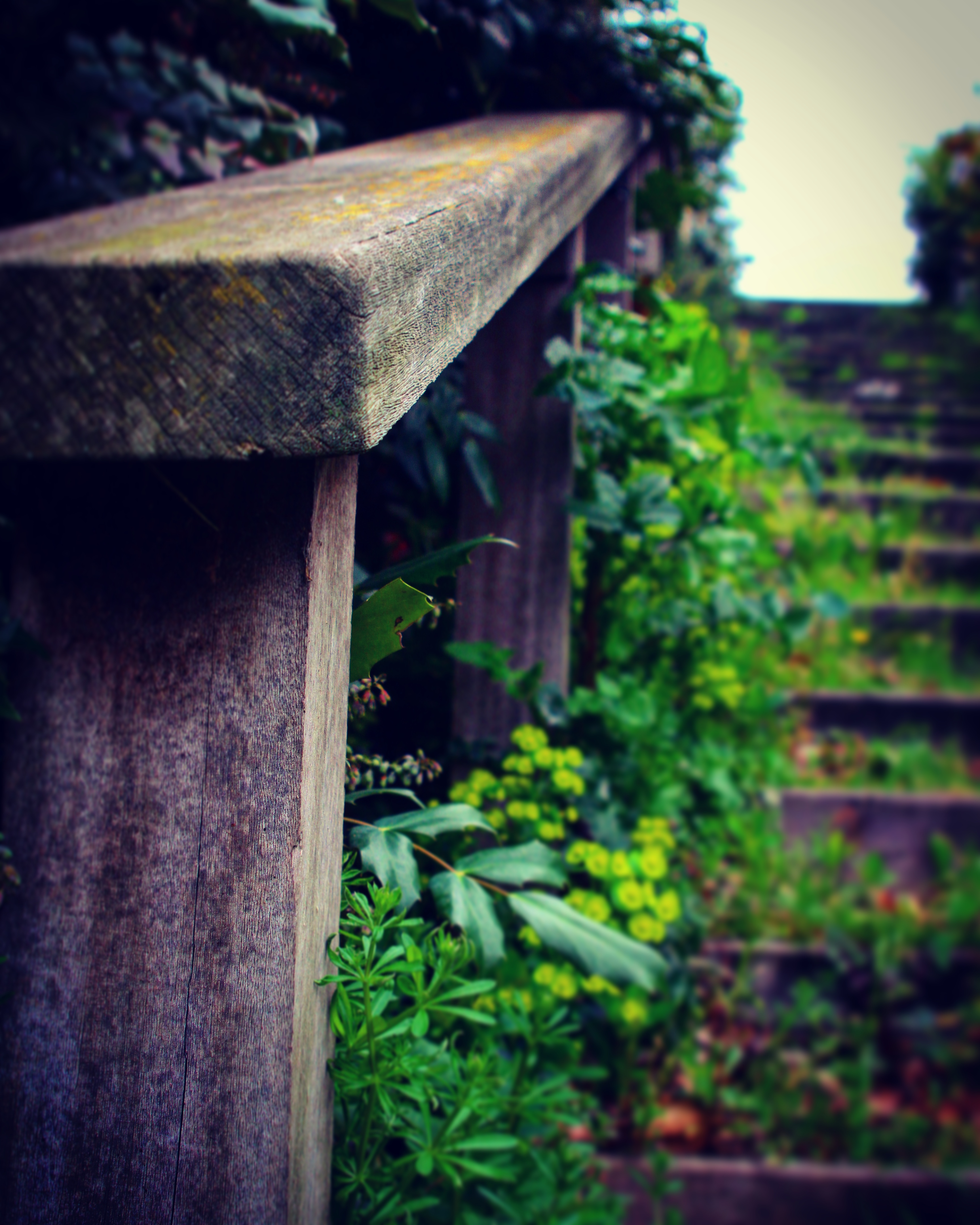 an overgrown outdoor stairs
