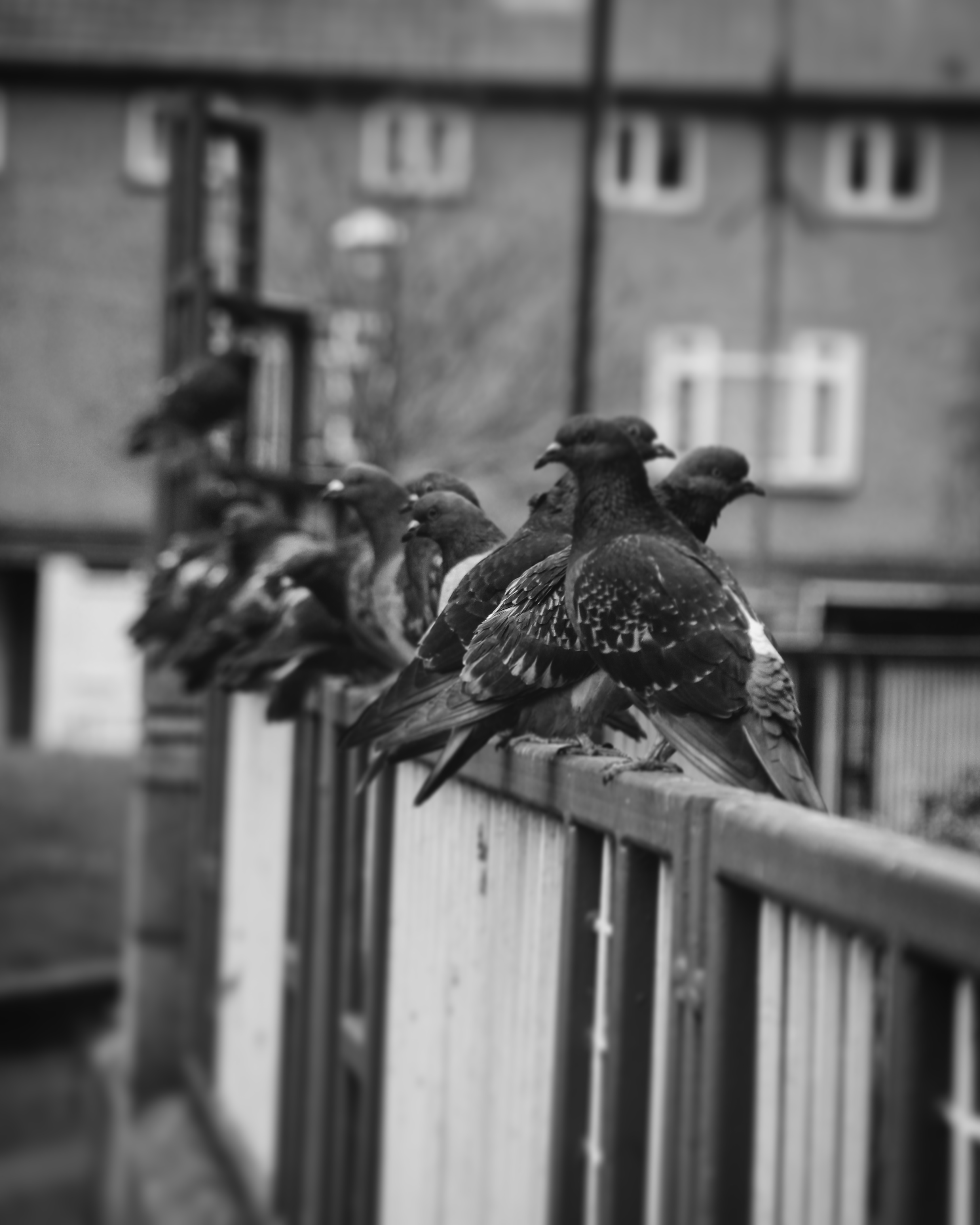 a row of birds waiting