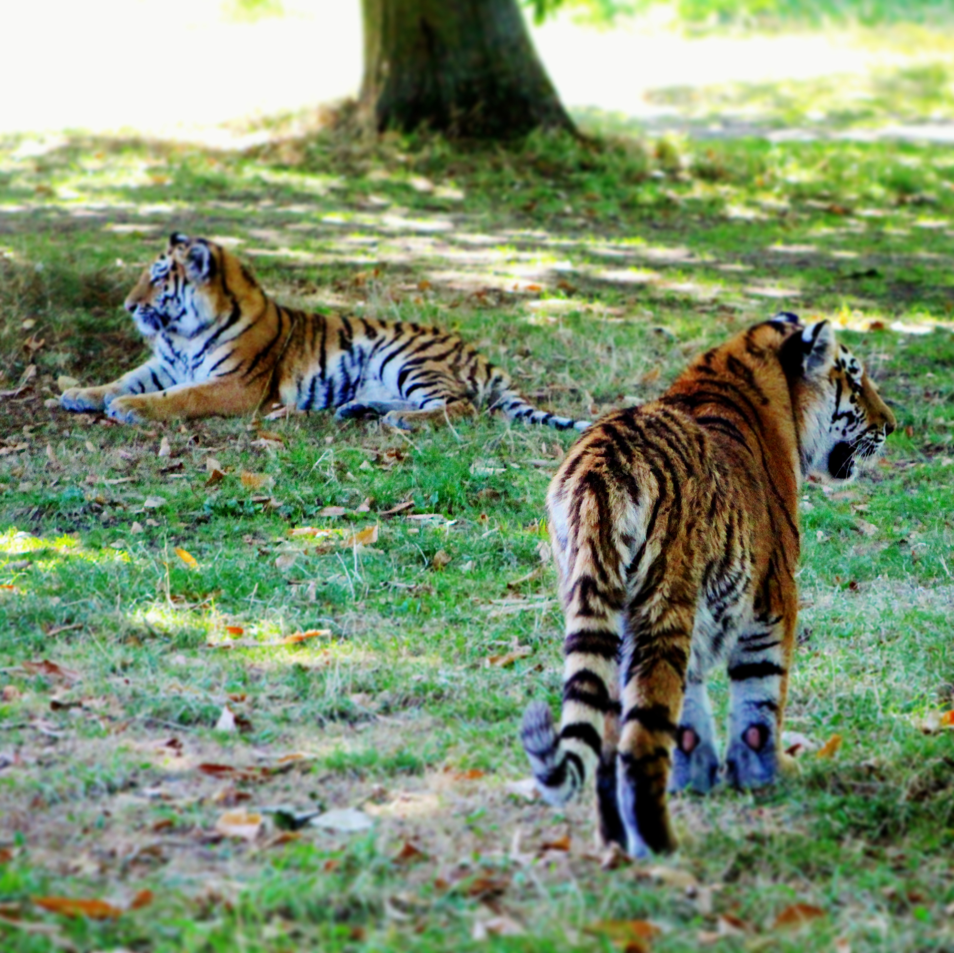 two tigers